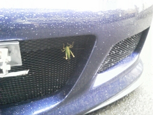 2011_0825_grasshopper.jpg